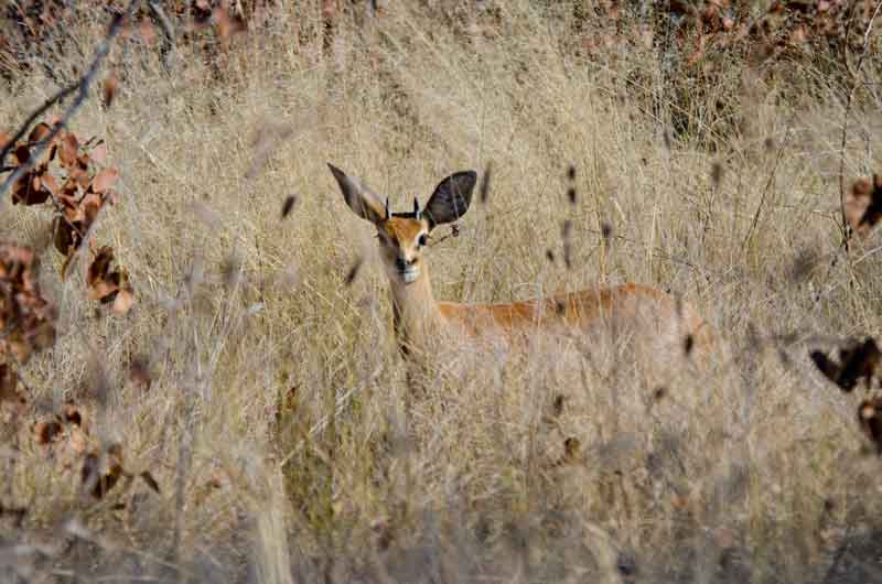 Antílope Dik Dik - parque nacional de Etosha - Namibia 2.jpg